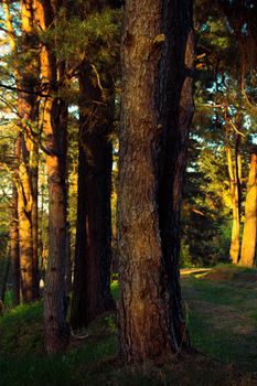 Sunset lighting in a pine forest creates a tranquil summer scene with rugged tree trunks.