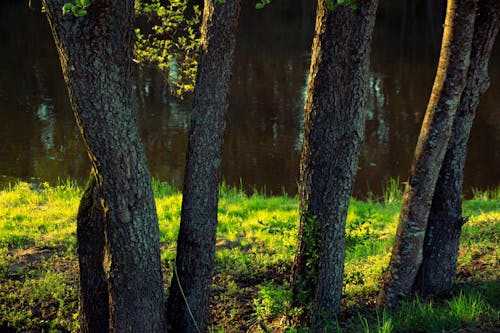 Immagine gratuita di alberi, campo, corpo d'acqua