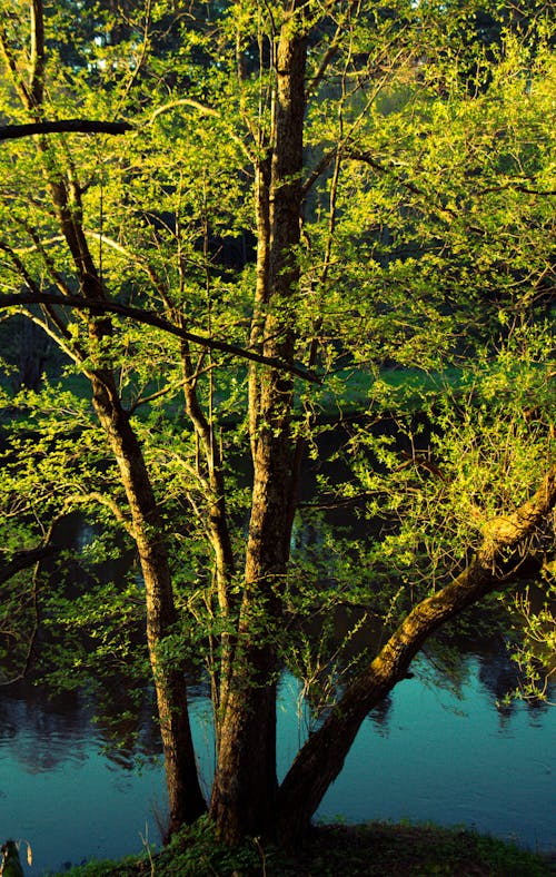 Kostenloses Stock Foto zu baum, frühling, grün