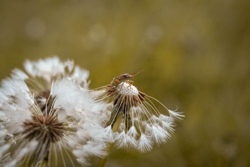 Free Macro shot of a bug resting on a dandelion head in a field, highlighting delicate seeds. Stock Photo