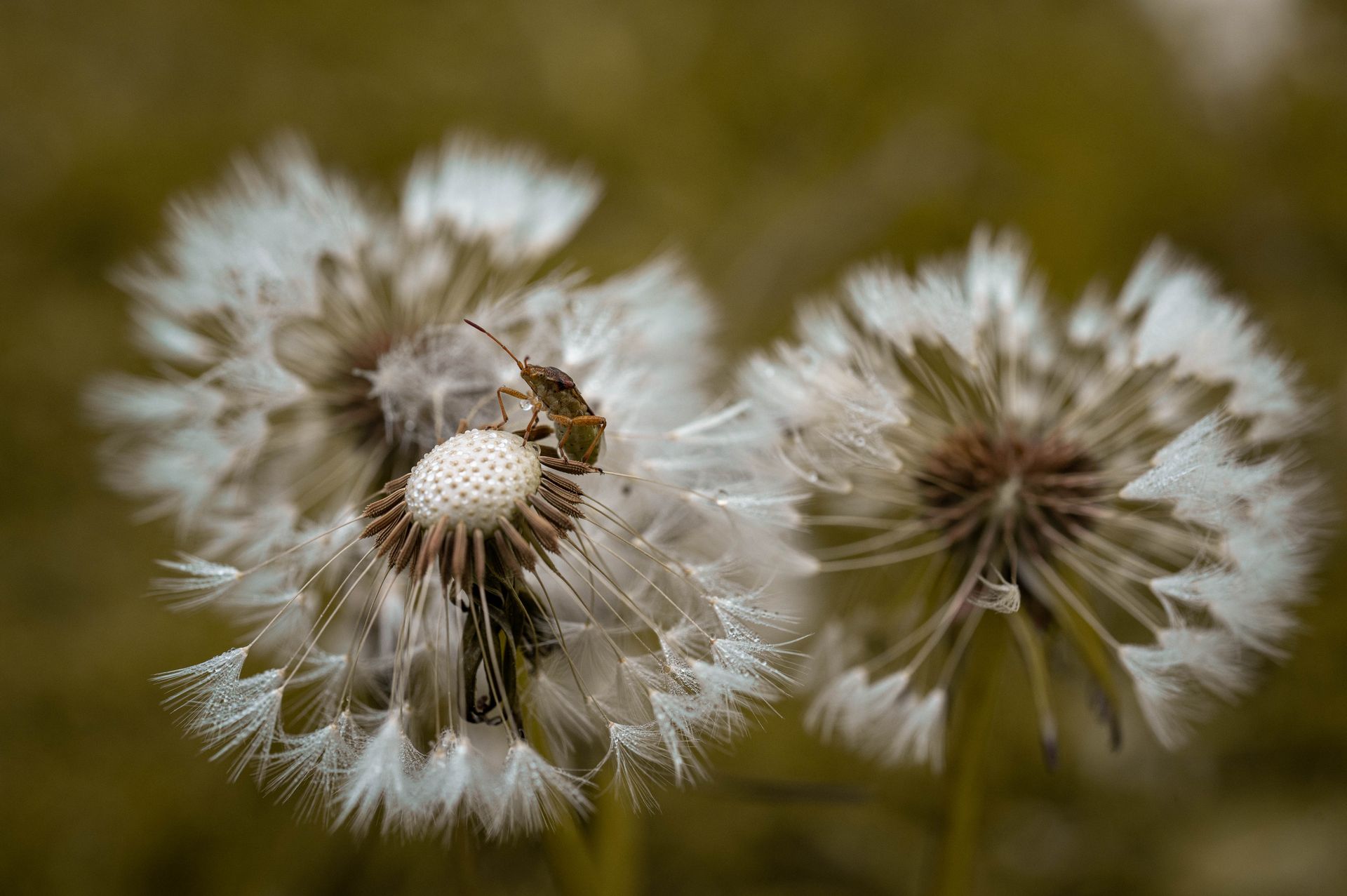 Close-up of Ripe Dandelions