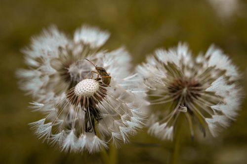 Free Close-up of dandelions with an insect, showcasing detailed flora and nature's growth. Stock Photo