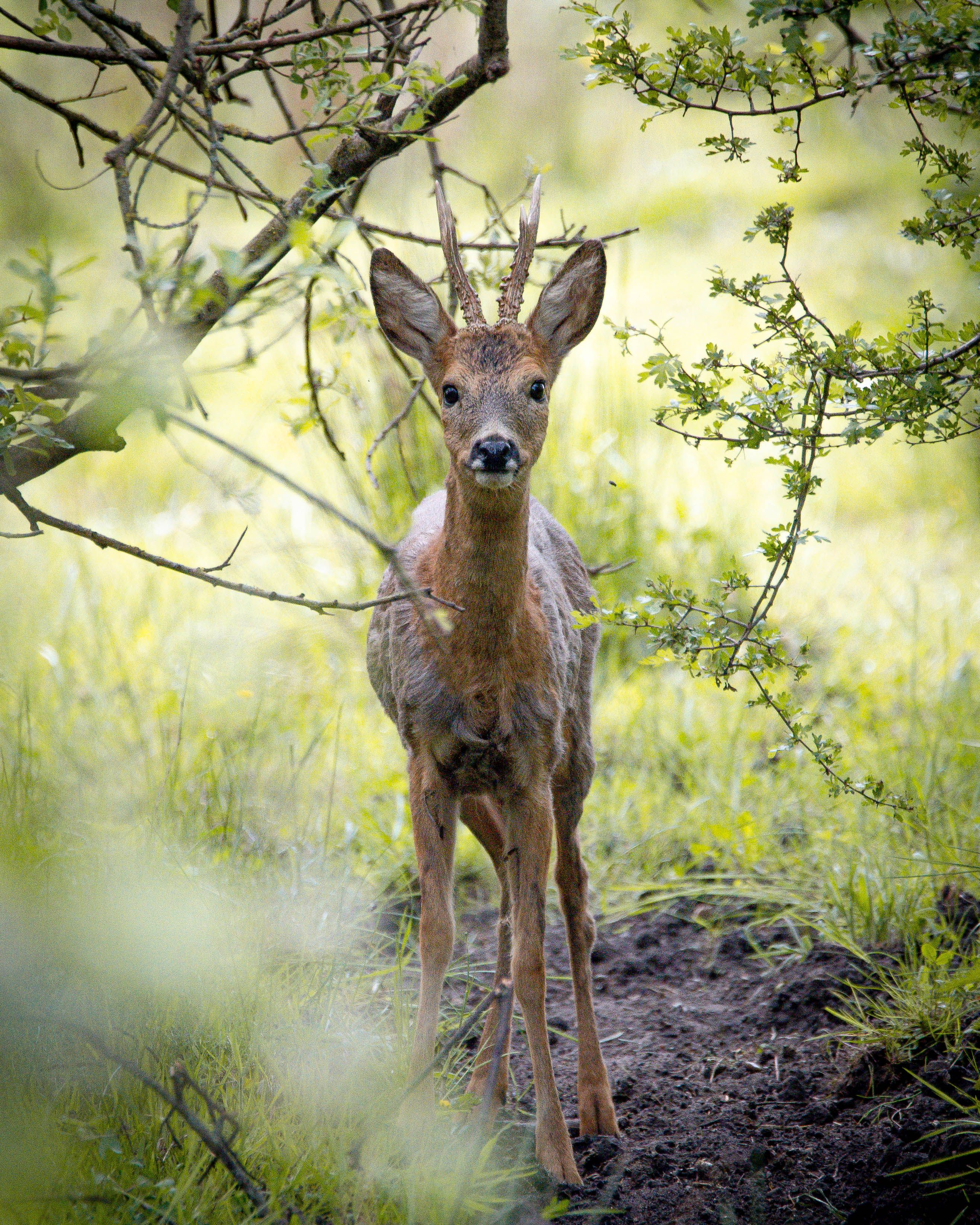 Captivating image of a curious roe deer in a vibrant spring woodland setting.