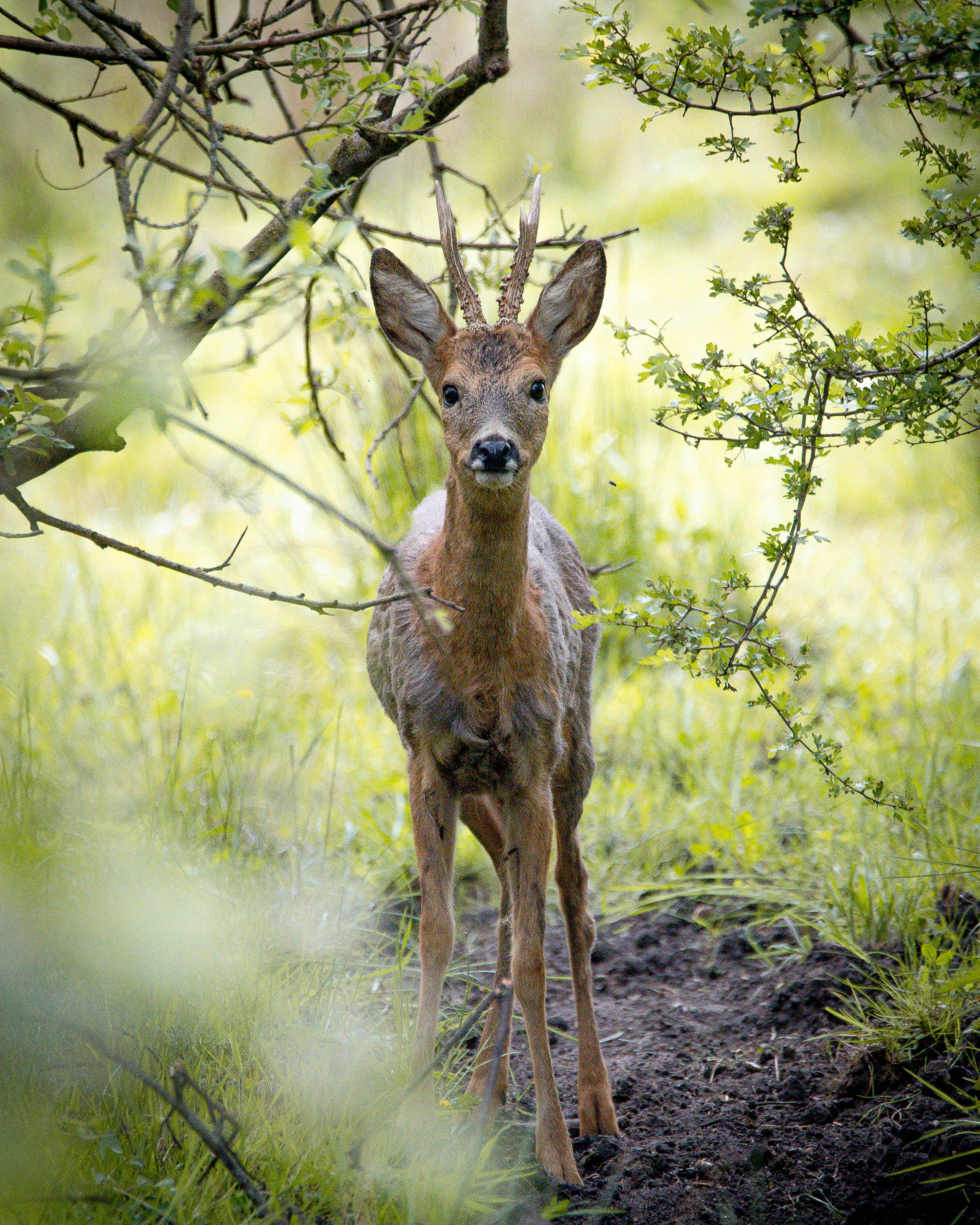 grátis Veado Fofo Olhando Para A Câmera Foto profissional