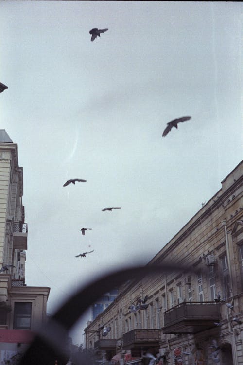 Darmowe zdjęcie z galerii z budynki, latanie, miejski