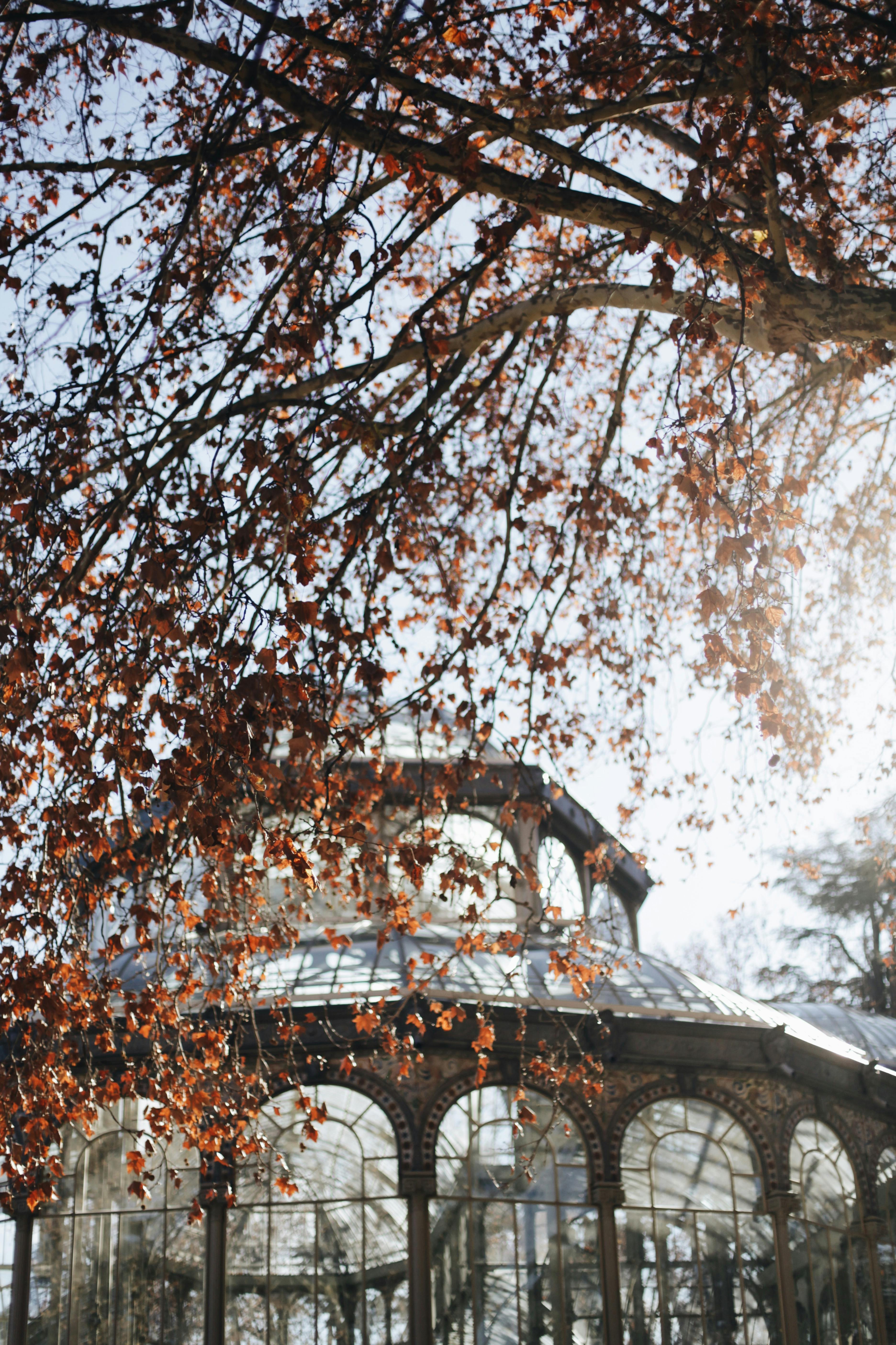 温暖的阳光下，美丽的秋叶勾勒出历史悠久的玻璃凉亭