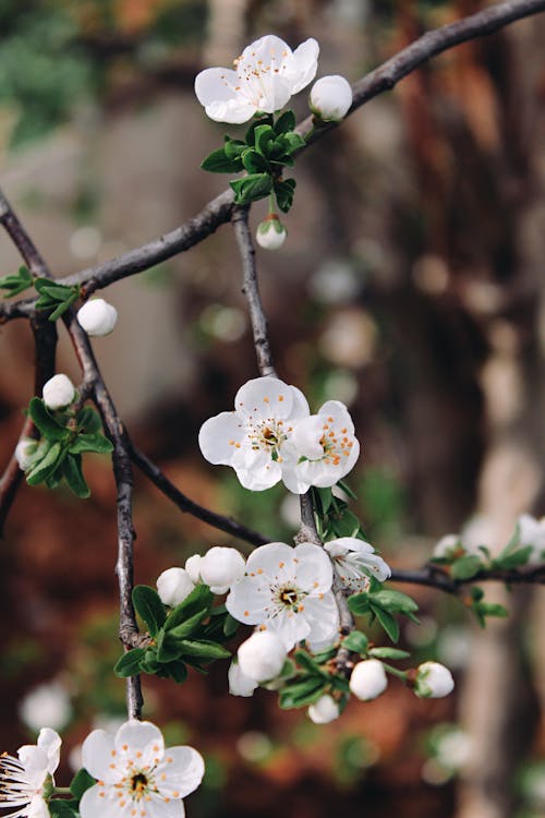 Kostnadsfri bild av blommor, delikat, flora