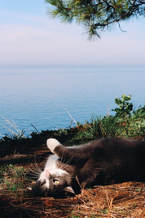 Foto d'estoc gratuïta de a l'aire lliure, animal, branca