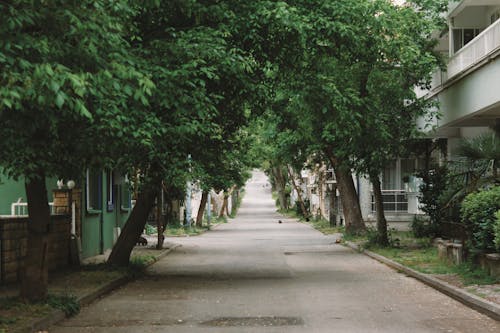 An Alley between Trees and Buildings in City 