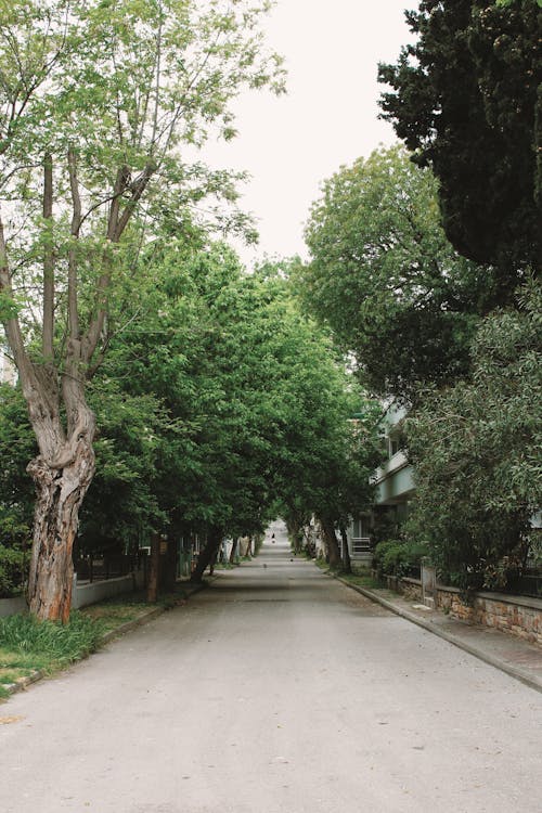 An Asphalt Road between Green Trees 