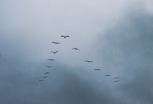 Fotos de stock gratuitas de animales, aves, bandada de pájaros