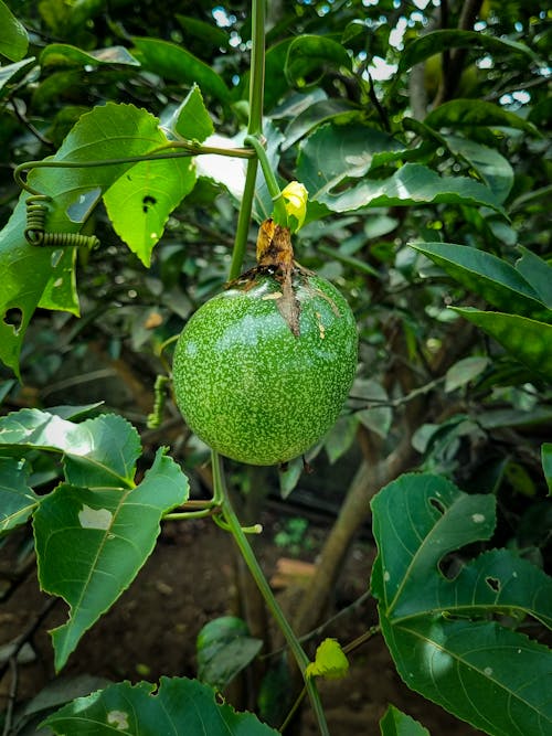 maracujá, 녹색, 열정 과일의 무료 스톡 사진