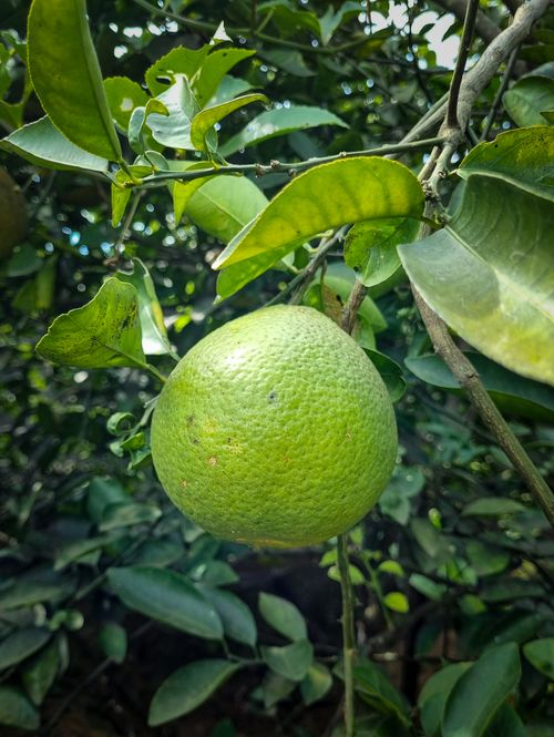 Free Vibrant green pomelo fruit hanging from a tree in a tropical setting, perfect for food and nature themes. Stock Photo