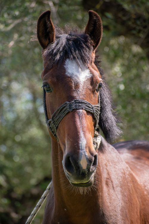 Free A detailed close-up portrait of a brown horse standing outdoors. Stock Photo