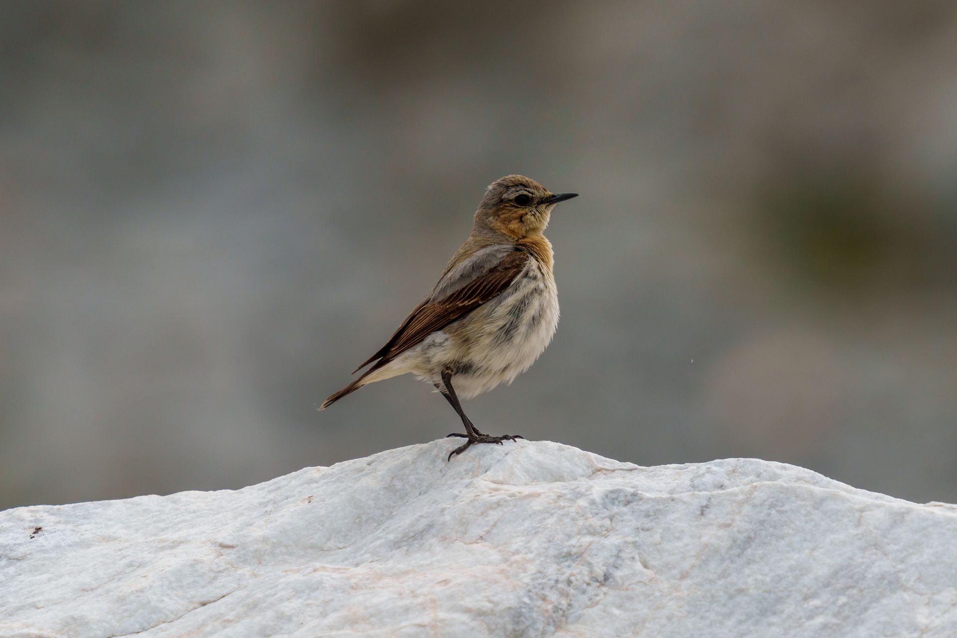 A small wheatear bird perched on a stone, showcasing its striking brown and white feathers in a natural outdoor setting.