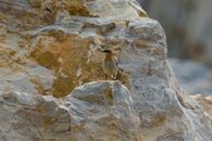 A small bird perched on a rocky cliff, showcasing natural beauty and wildlife in an outdoor setting.
