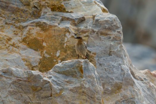 A small bird perched on a rocky cliff, showcasing natural beauty and wildlife in an outdoor setting.