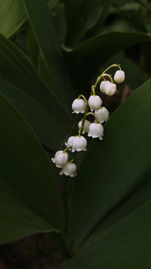 Immagine gratuita di a forma di campana, bianco, convallaria majalis