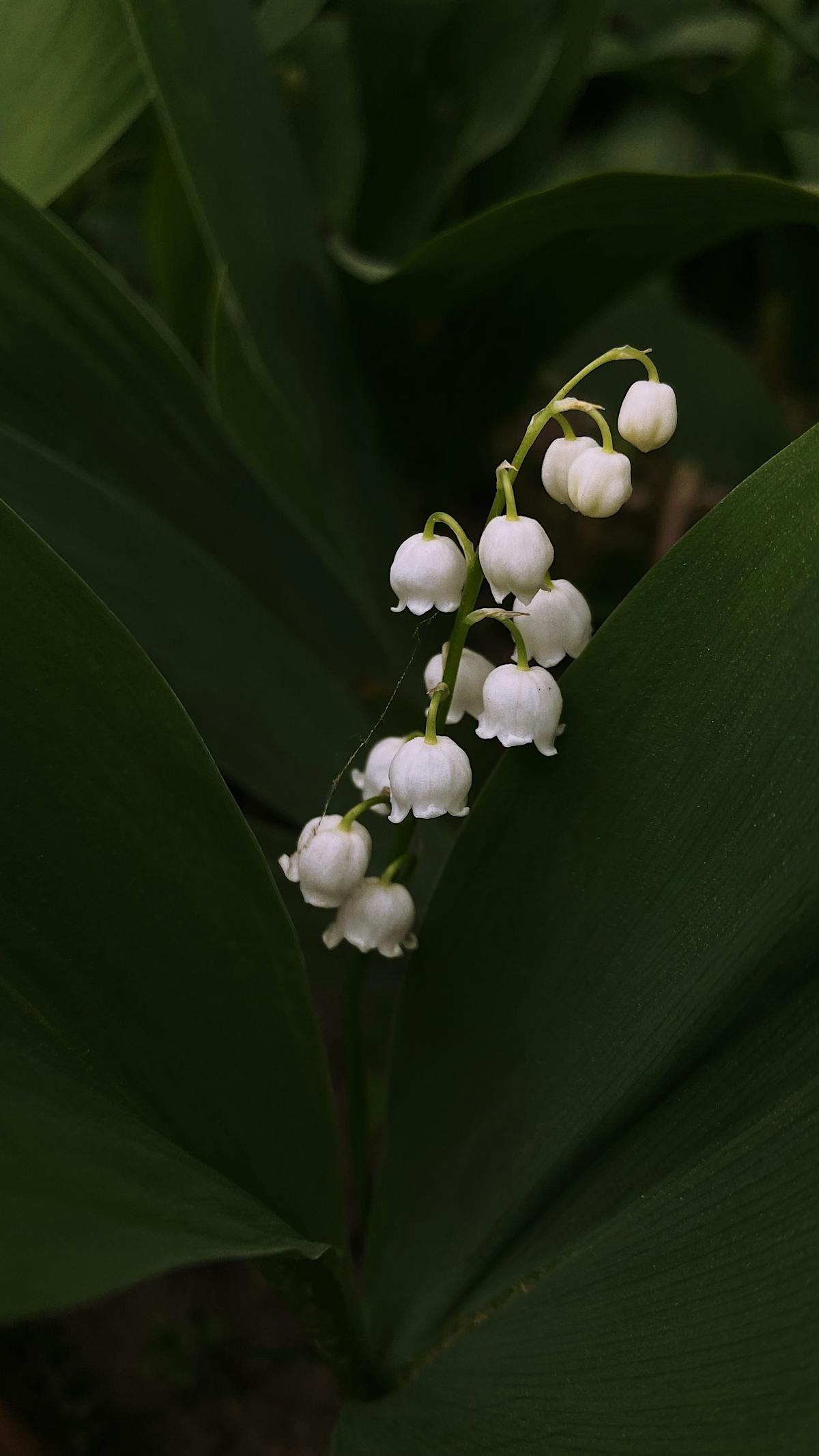 Lily Of The Valley Photos, Download The BEST Free Lily Of The Valley