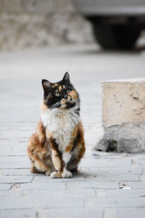 Free A charming calico cat sits attentively on an urban pavement in Batroun, Lebanon. Stock Photo