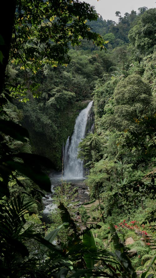Free Waterfall Flowing in Dense Jungle Forest Stock Photo