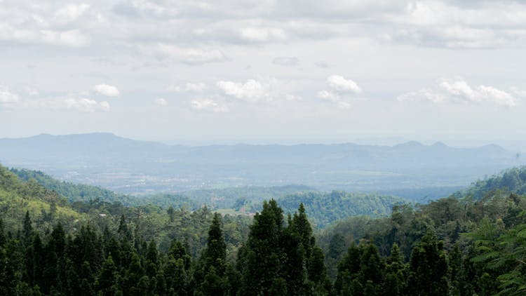 Panoramic View Of The Forest In A Valley 