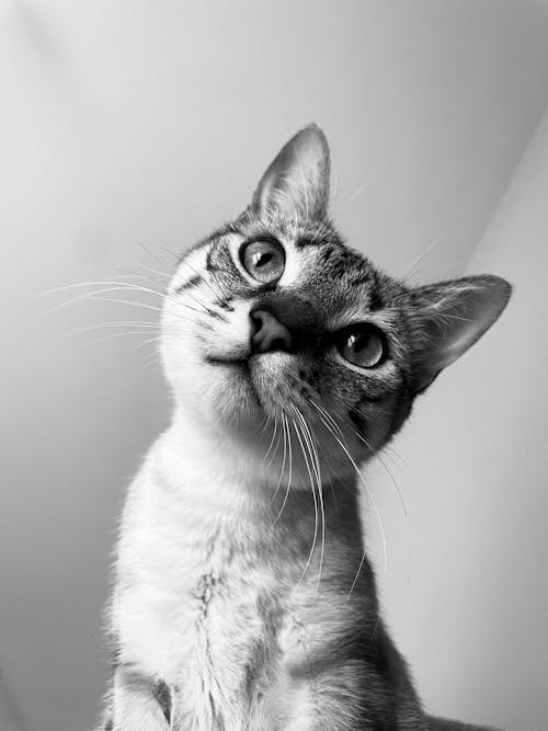 Cat Portrait in Black and White