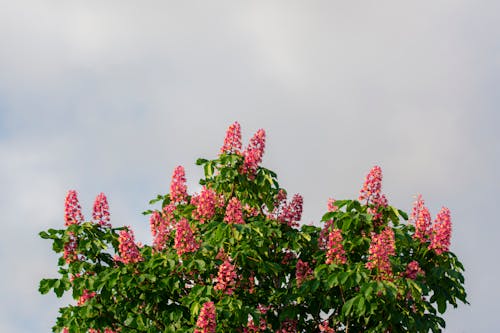 A Flowering Red Horse-chestnut Tree 