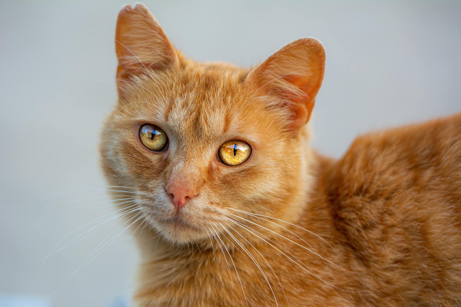 Close-Up Shot of a Short Haired Ginger Cat