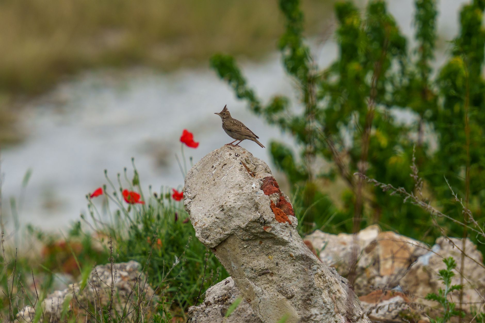 Skylark ascending over a meadow