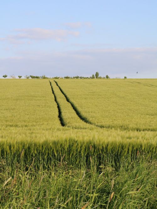 Free Peaceful wheat field with traces under a clear blue sky near Frankfurt, Germany. Stock Photo