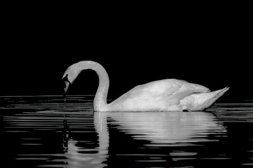 A black and white photo of a swan swimming in the water