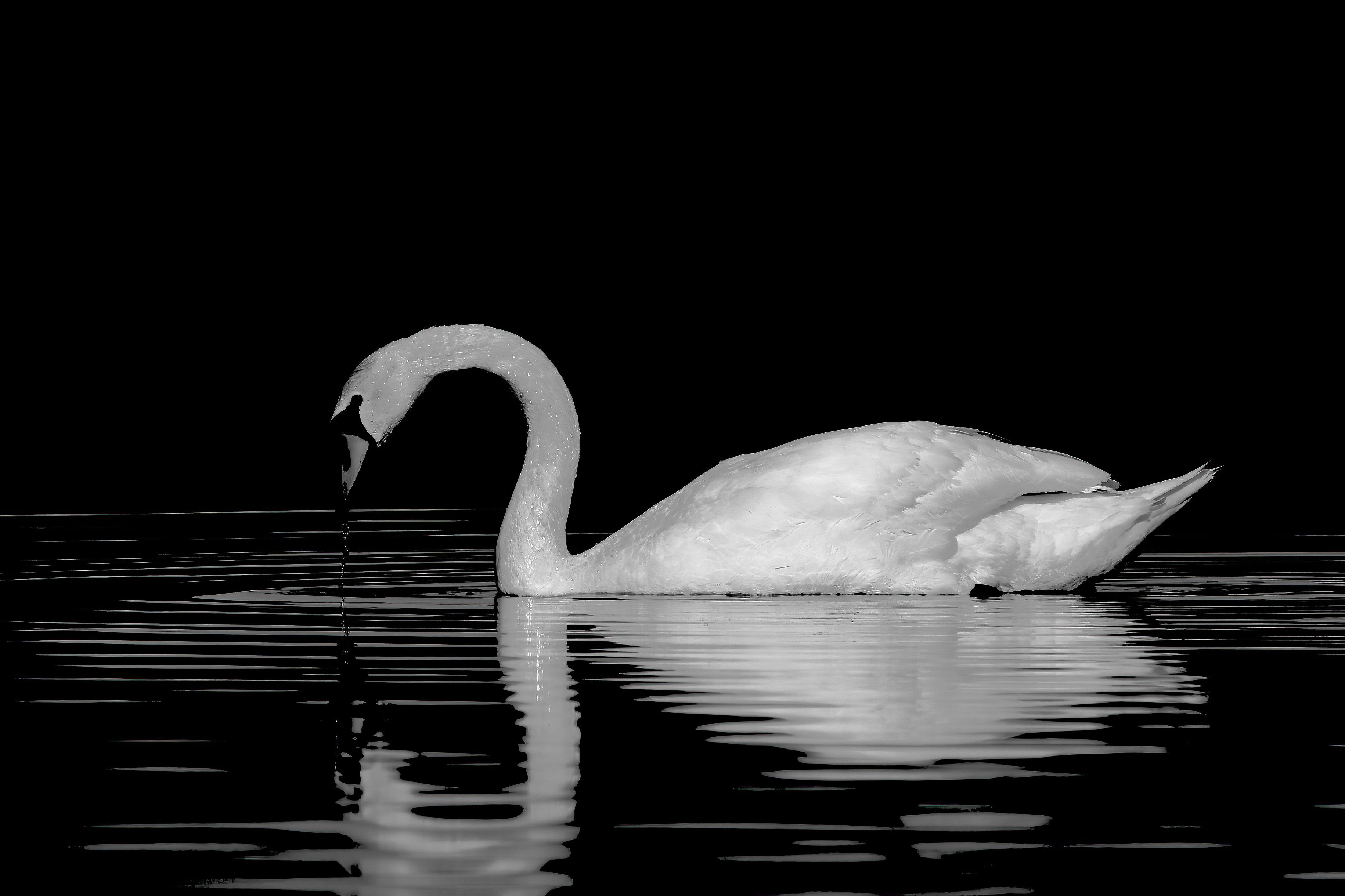 A black and white photo of a swan swimming in the water · Free Stock Photo
