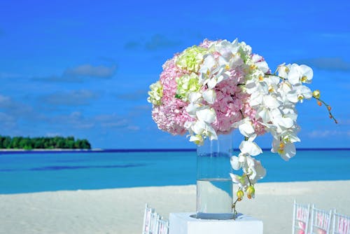 White and Pink Flowers