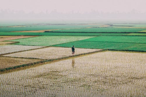 View of a Man Walking on a Rice Field 