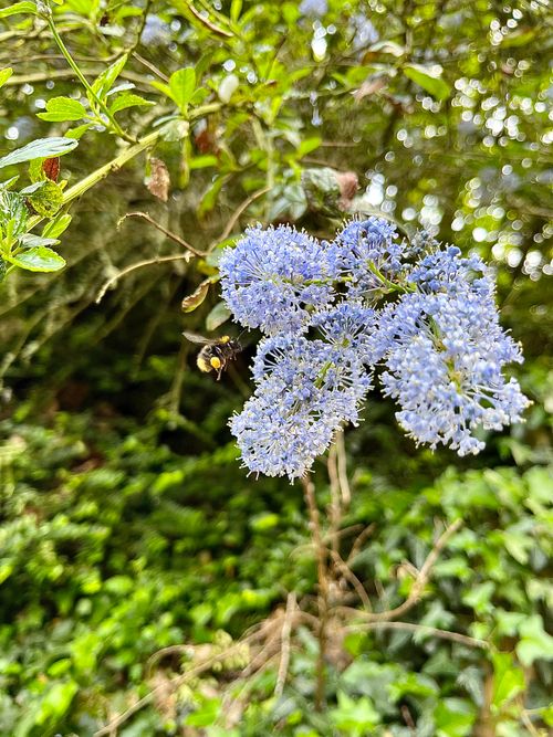 Free stock photo of bumblebee Stock Photo