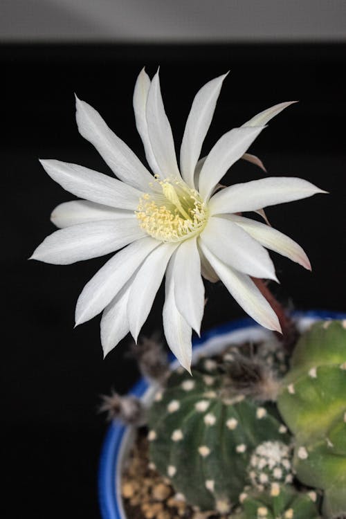 Gratis stockfoto met blanco, cactus, flor