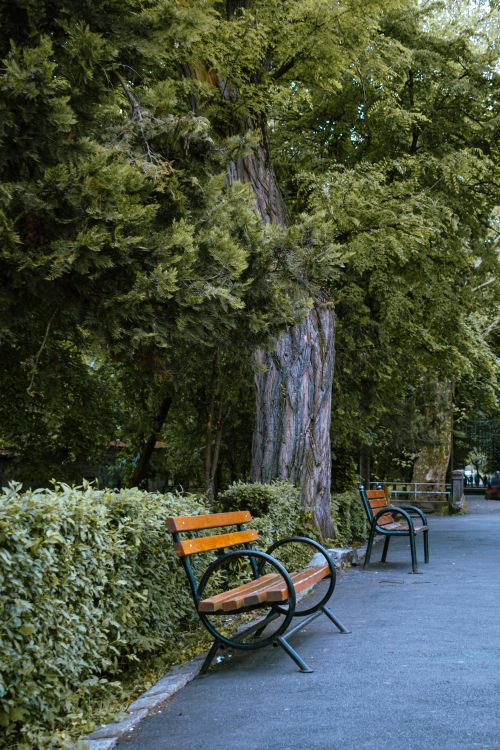 Free Tranquil park setting with wooden benches, lush green trees, and a paved pathway. Stock Photo