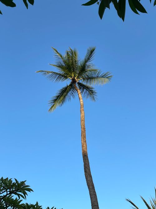 Free A tall palm tree stands against a clear blue sky in Koh Samui, Thailand, showcasing tropical beauty. Stock Photo