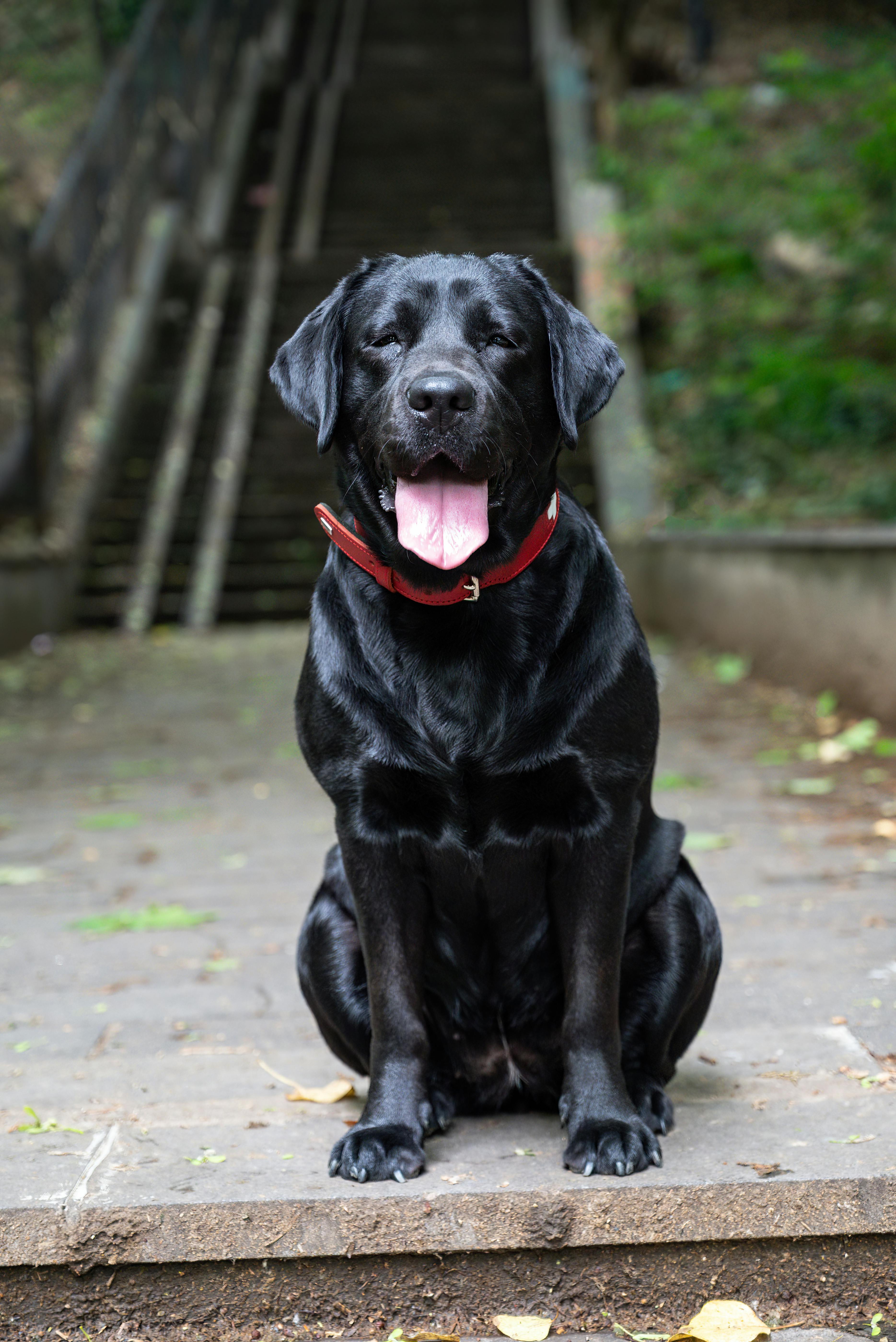 Black Labrador Dog with Red Collar Free Stock Photo