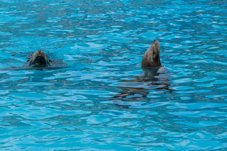 Seals In Blue Water