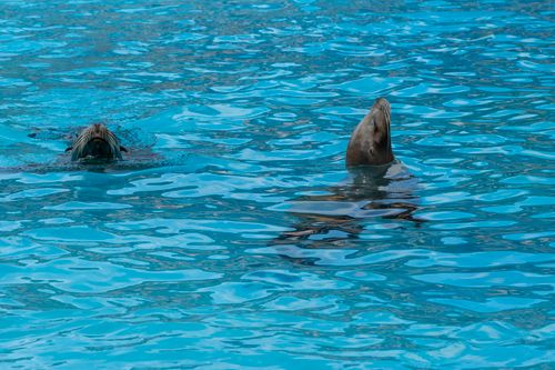 Free Two playful seals enjoying the blue waters in España, perfect for wildlife photography. Stock Photo