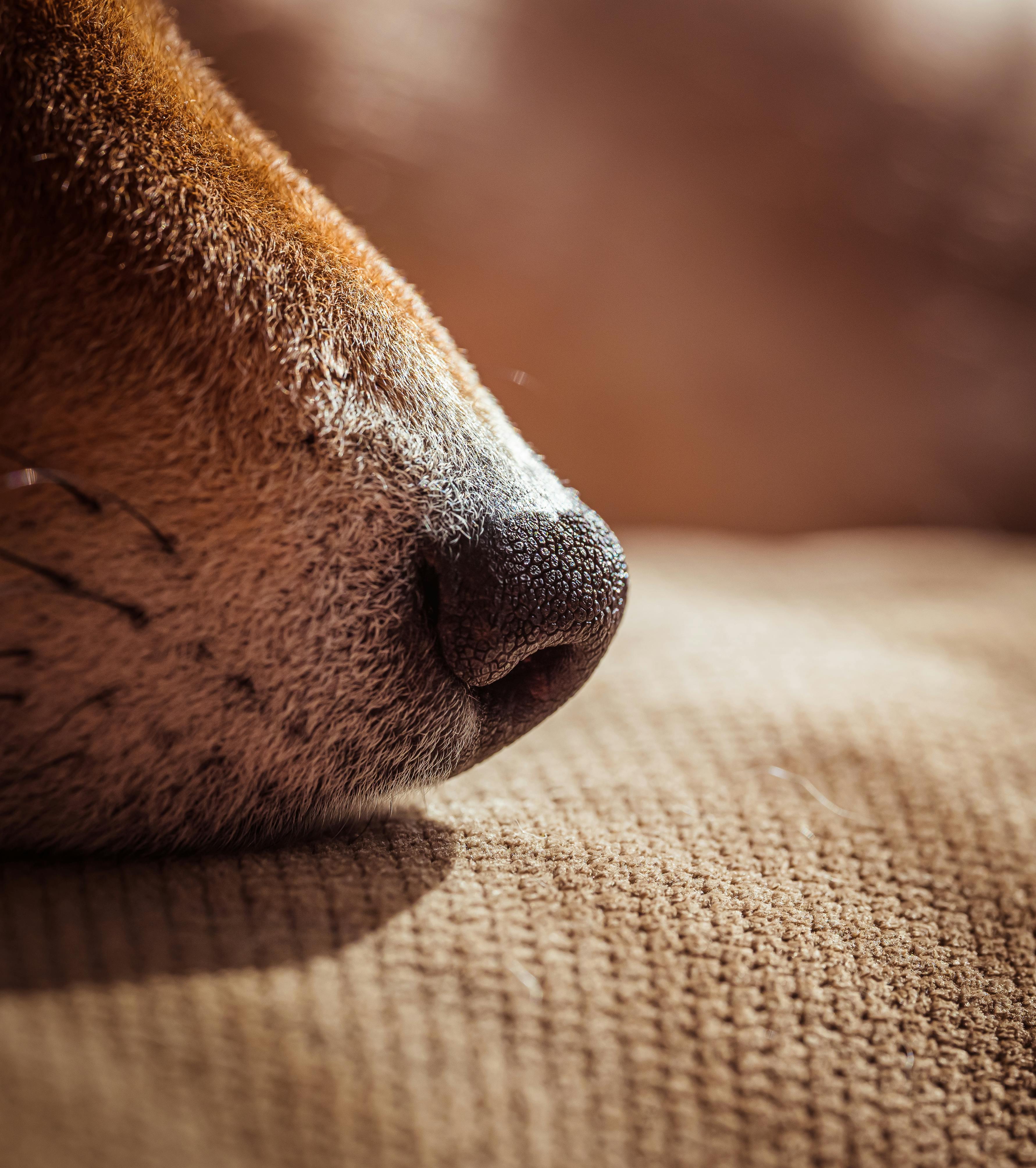 The Role of Canine Scent: How a Wet Nose Enhances Your Dog’s Smell