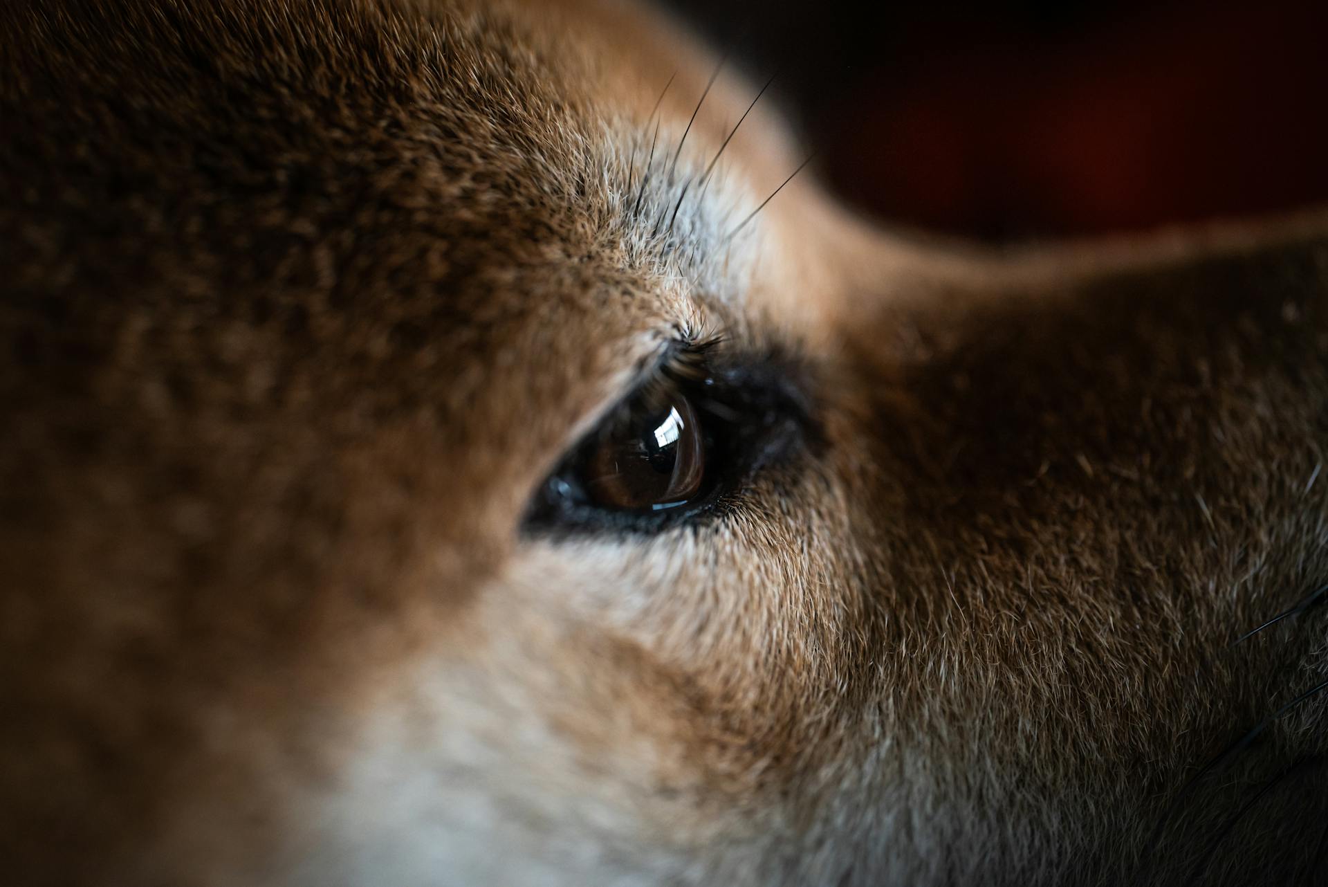 Vue rapprochée d'un œil de chien