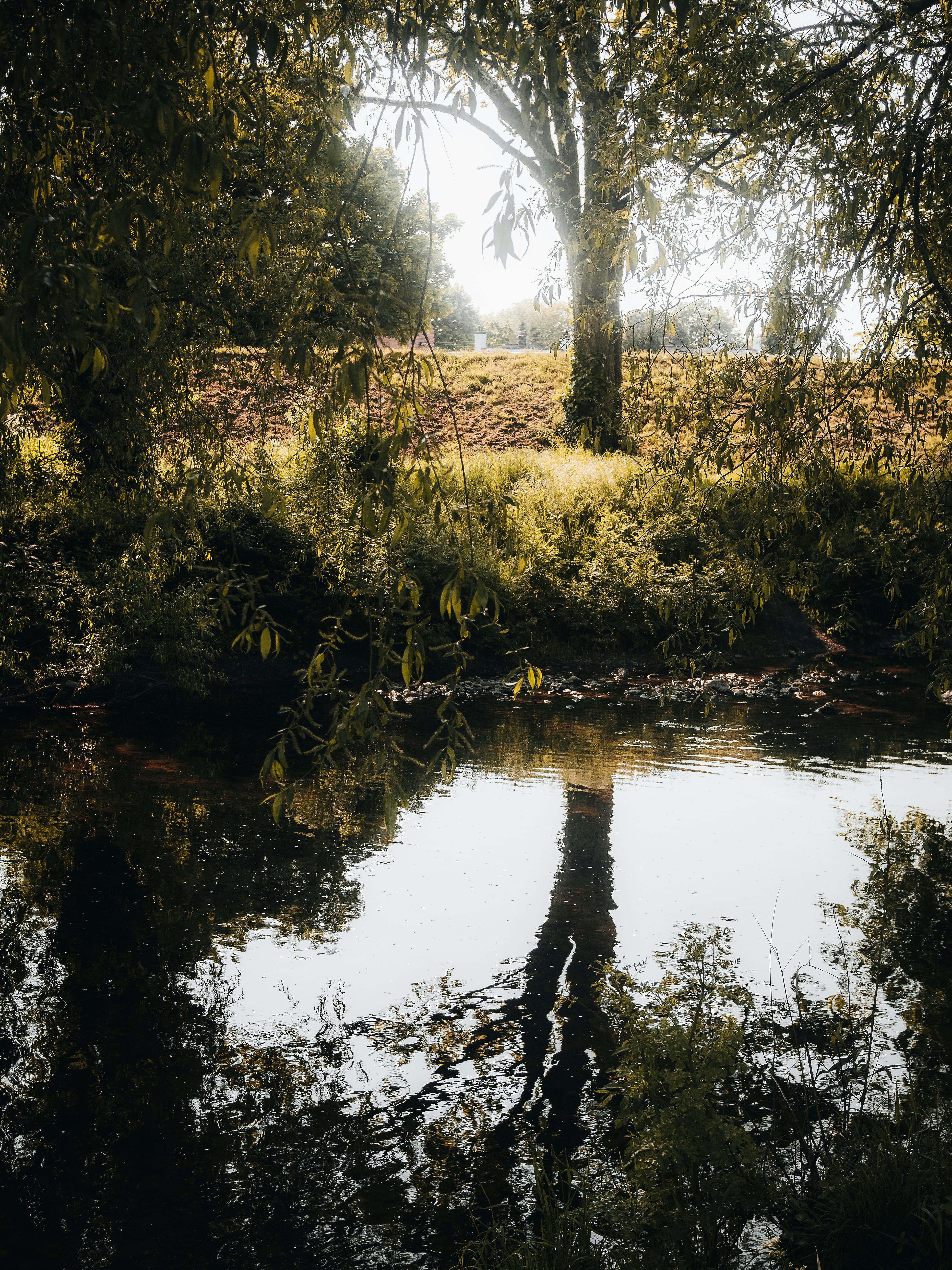 Tranquil river scene with lush greenery in Saint Asaph, Wales.