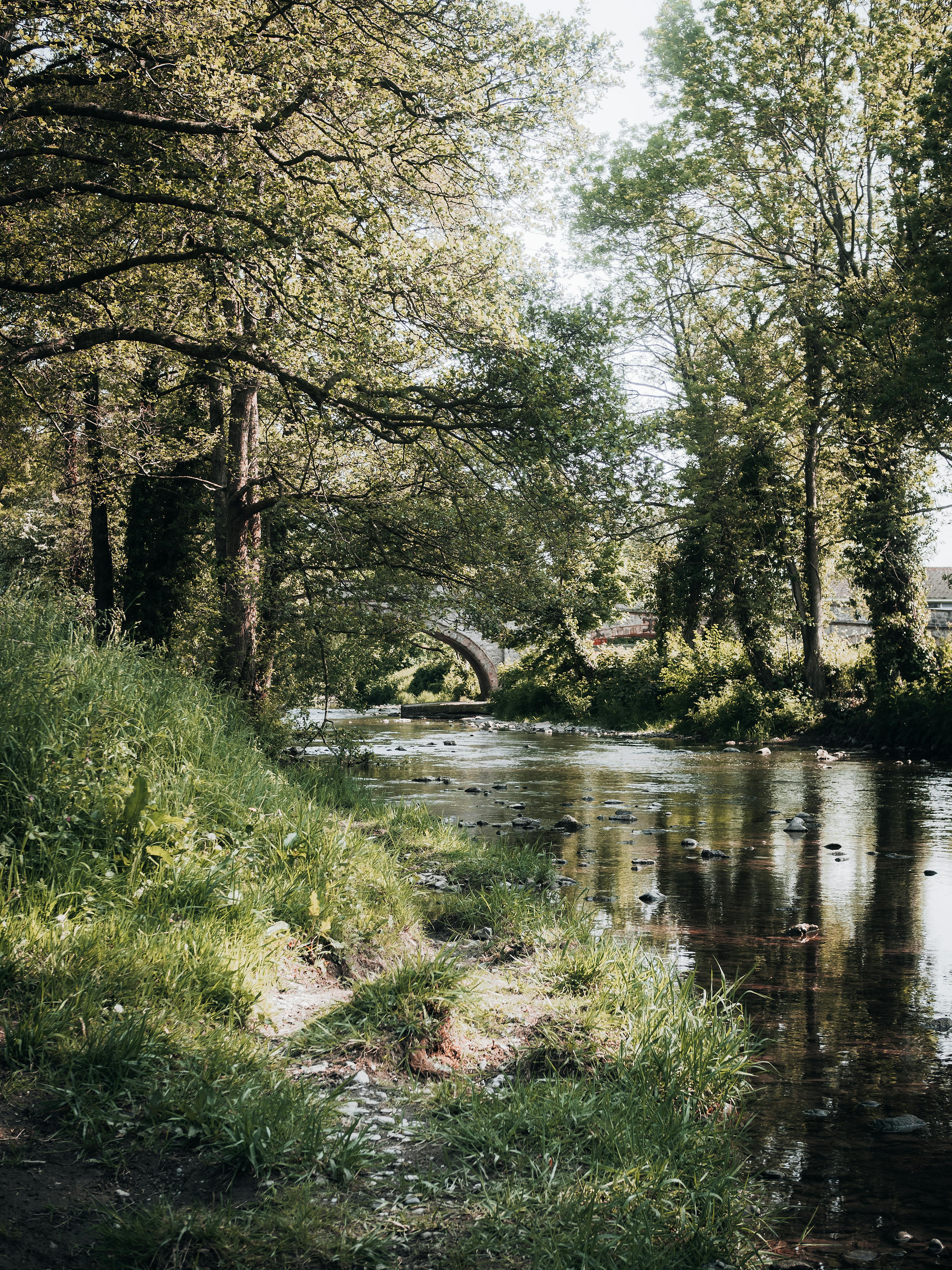 Peaceful river scene in Saint Asaph, Wales, with lush greenery and tranquil waters.