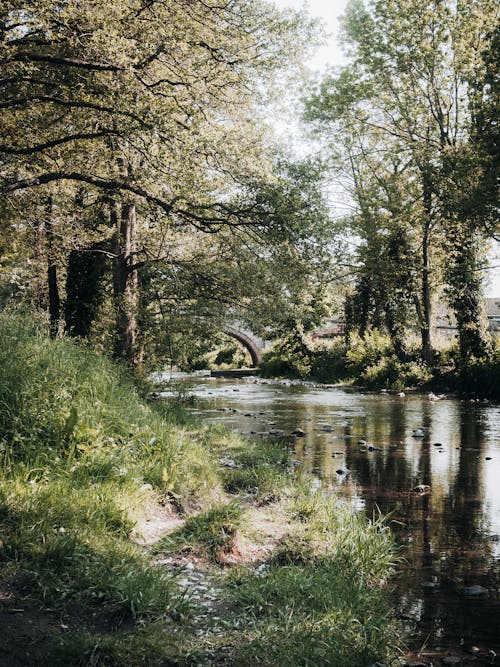 Trees around River