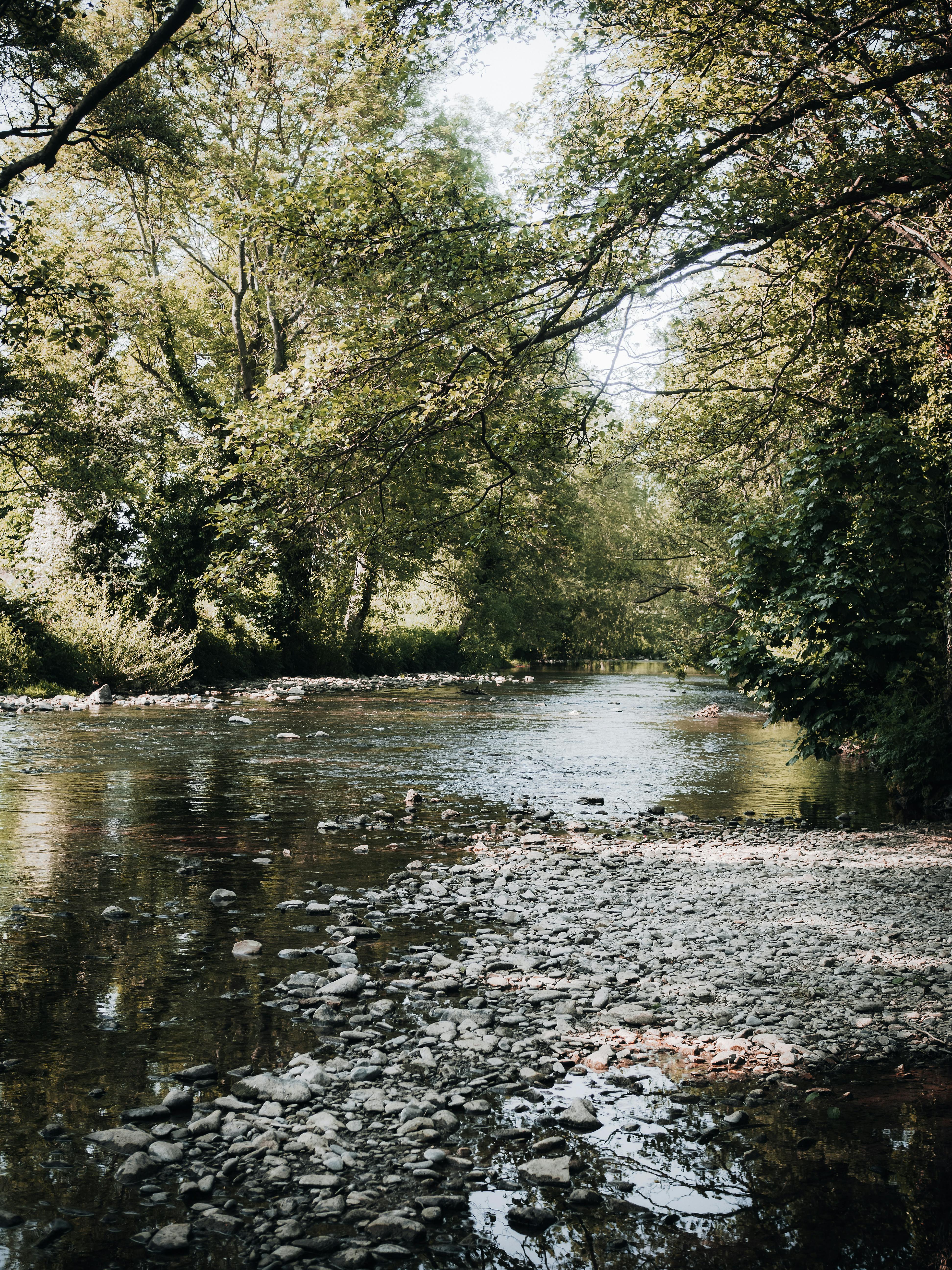 Serene river scene in Saint Asaph, Wales, surrounded by lush greenery and reflective water.