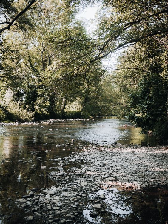 River Landscape with Trees · Free Stock Photo
