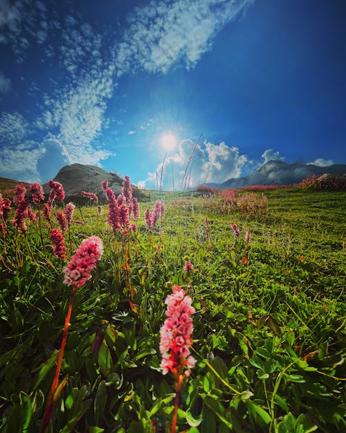 Flowers at Mountains